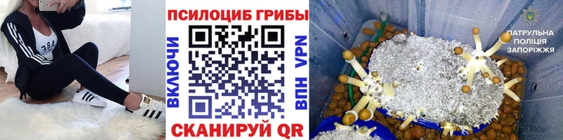 где найти наркотики  мега tor  Галлюциногенные грибы Psilocybine cubensis  Туран 
